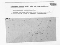 Phragmidium rubi-idaei image